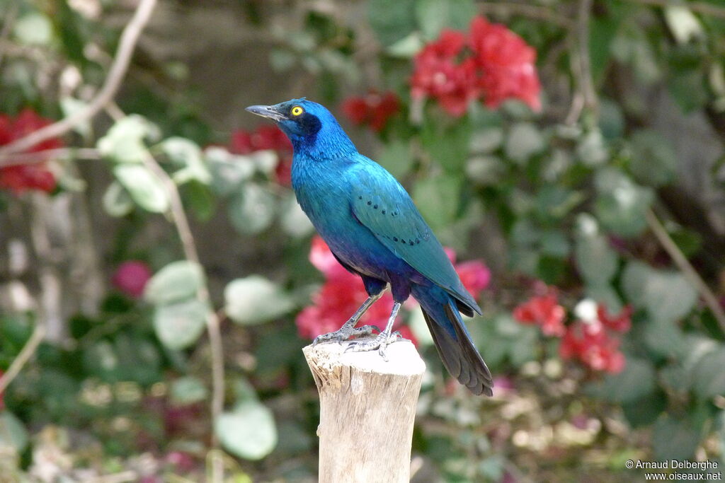 Greater Blue-eared Starling