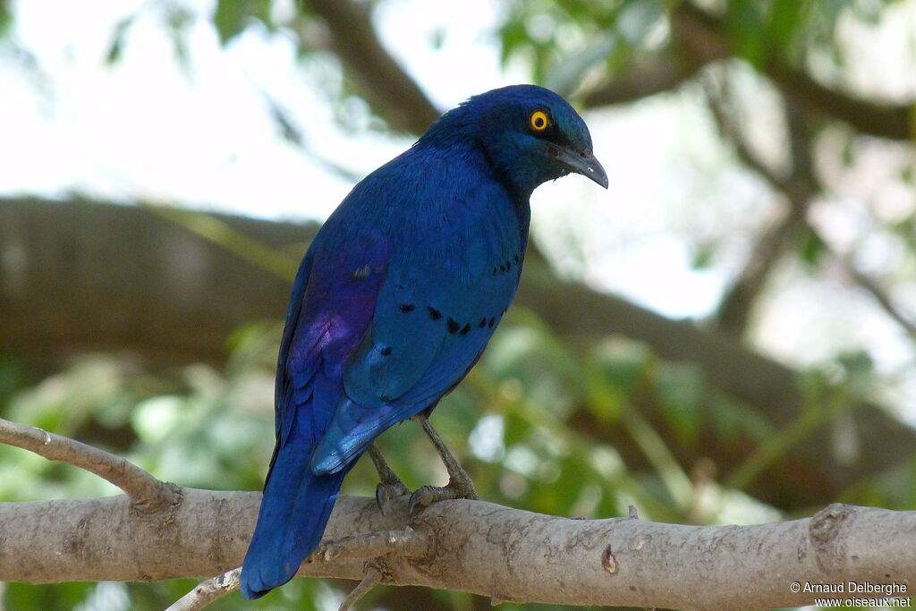 Greater Blue-eared Starling