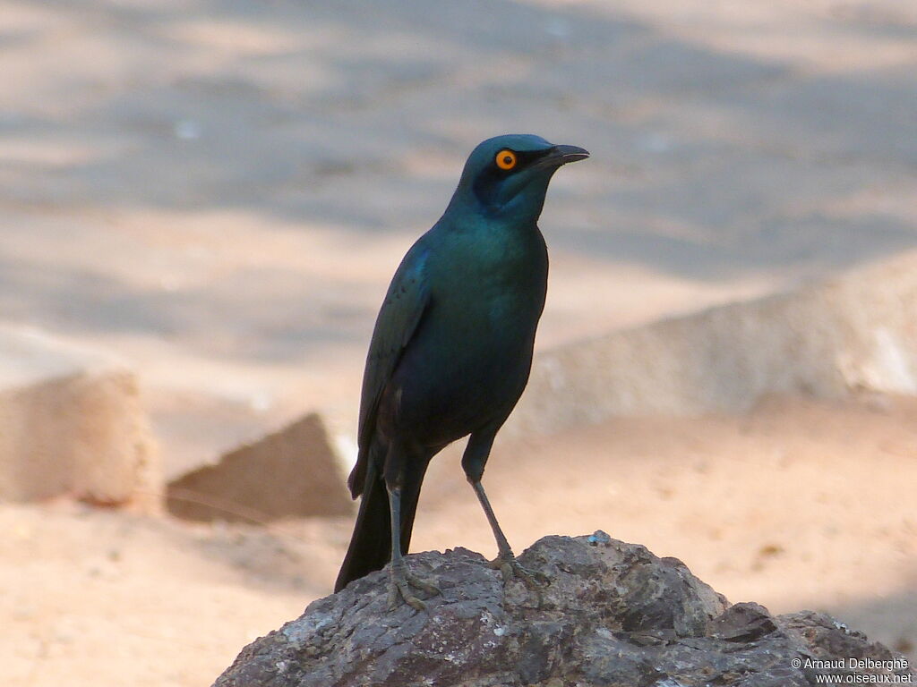 Greater Blue-eared Starling