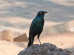 Greater Blue-eared Starling