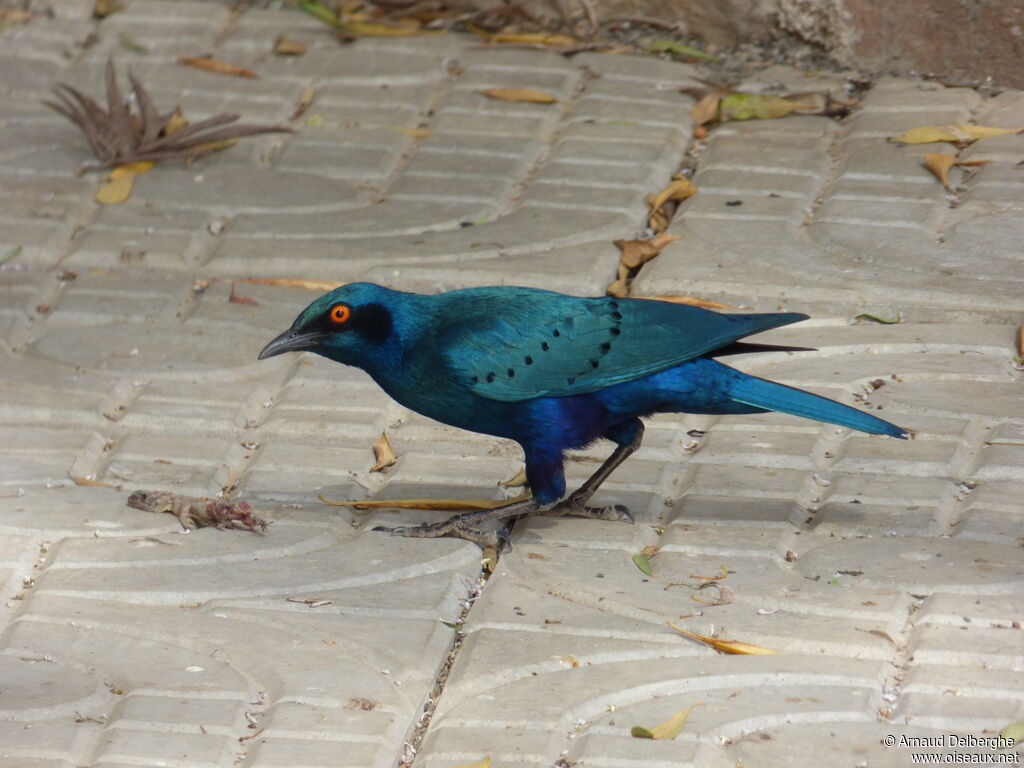 Choucador à oreillons bleus