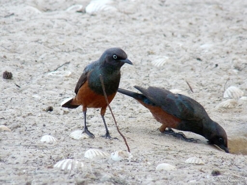 Choucador à ventre roux