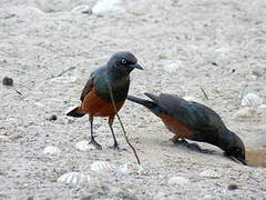 Chestnut-bellied Starling