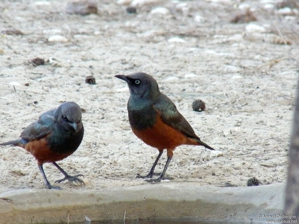 Chestnut-bellied Starling