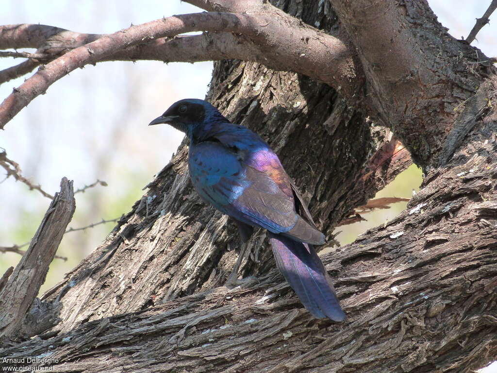 Burchell's Starlingadult, pigmentation