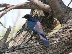 Burchell's Starling