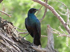 Burchell's Starling