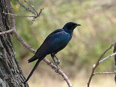 Burchell's Starling