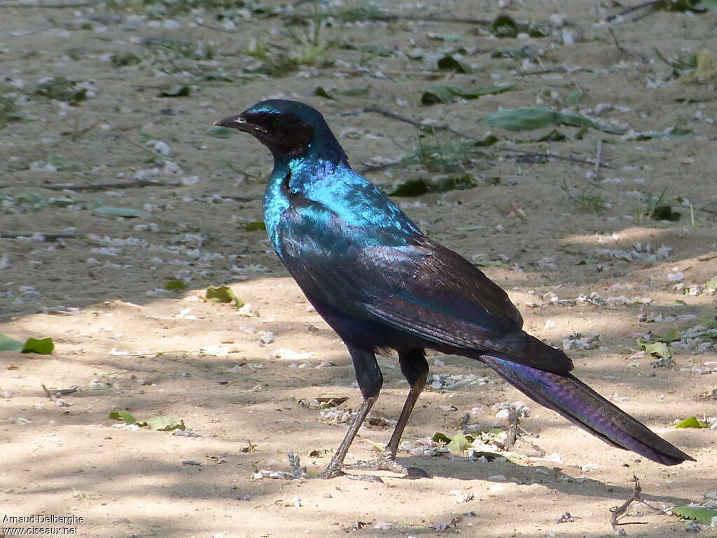 Choucador de Burchelladulte, identification