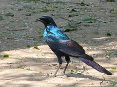 Burchell's Starling