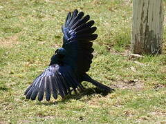 Burchell's Starling