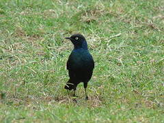 Rüppell's Starling