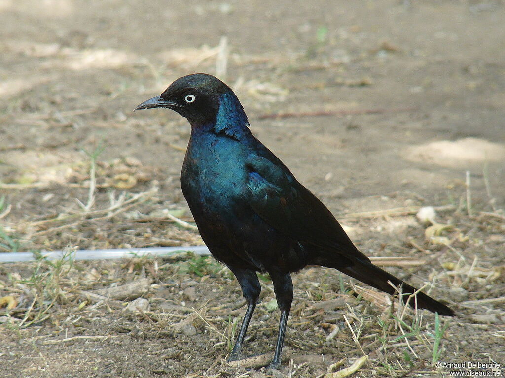 Rüppell's Starling