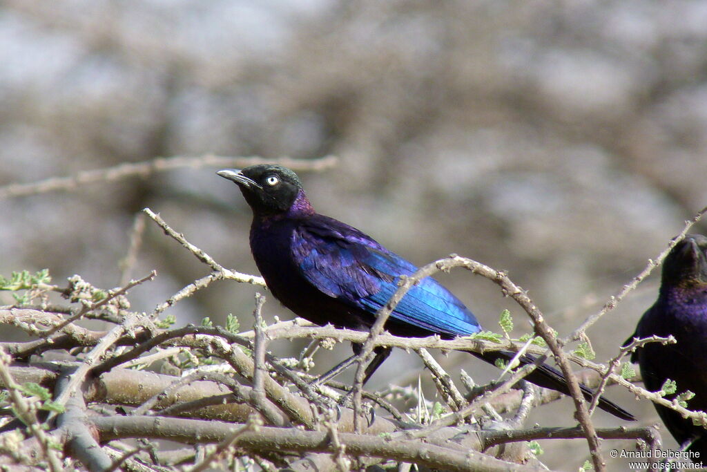 Rüppell's Starling