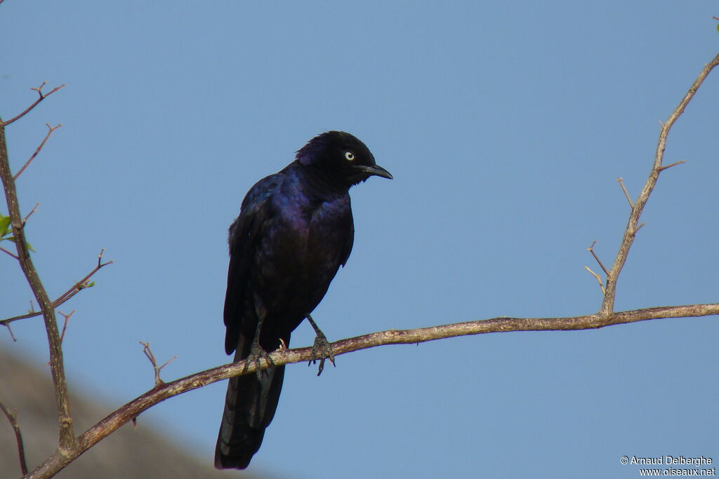 Rüppell's Starling