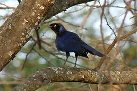 Rüppell's Starling