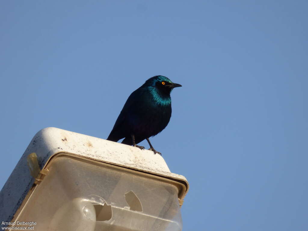 Lesser Blue-eared Starlingadult, pigmentation, Behaviour