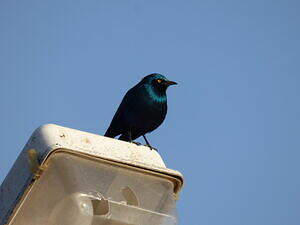 Choucador de Swainson