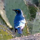 Choucador de Swainson