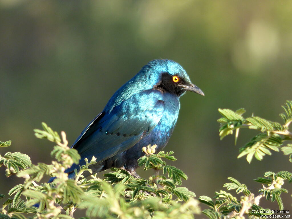 Lesser Blue-eared Starling