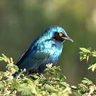 Choucador de Swainson