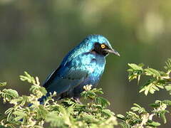 Lesser Blue-eared Starling