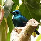 Choucador de Swainson