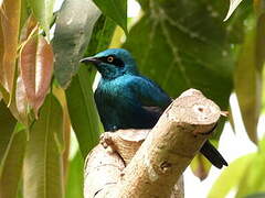 Lesser Blue-eared Starling