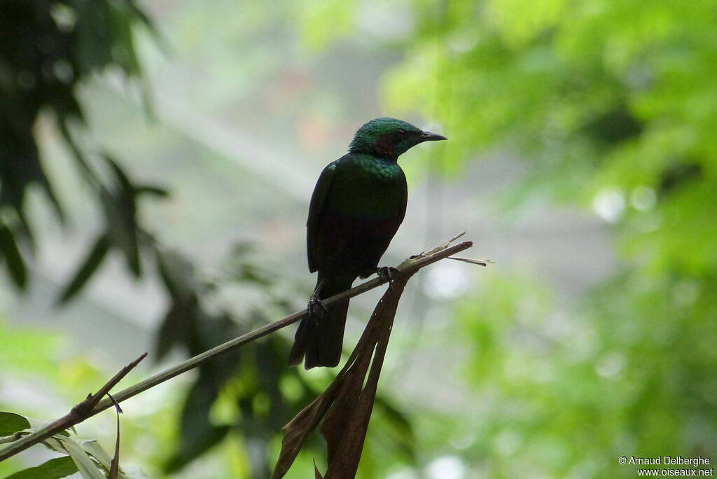 Emerald Starling