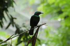 Emerald Starling