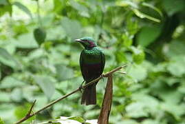 Emerald Starling