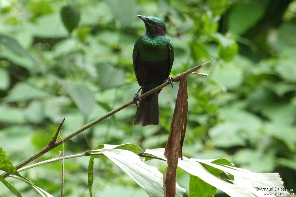 Emerald Starling