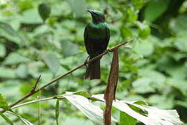 Emerald Starling