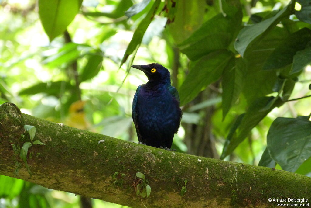 Purple Starling