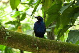 Purple Starling