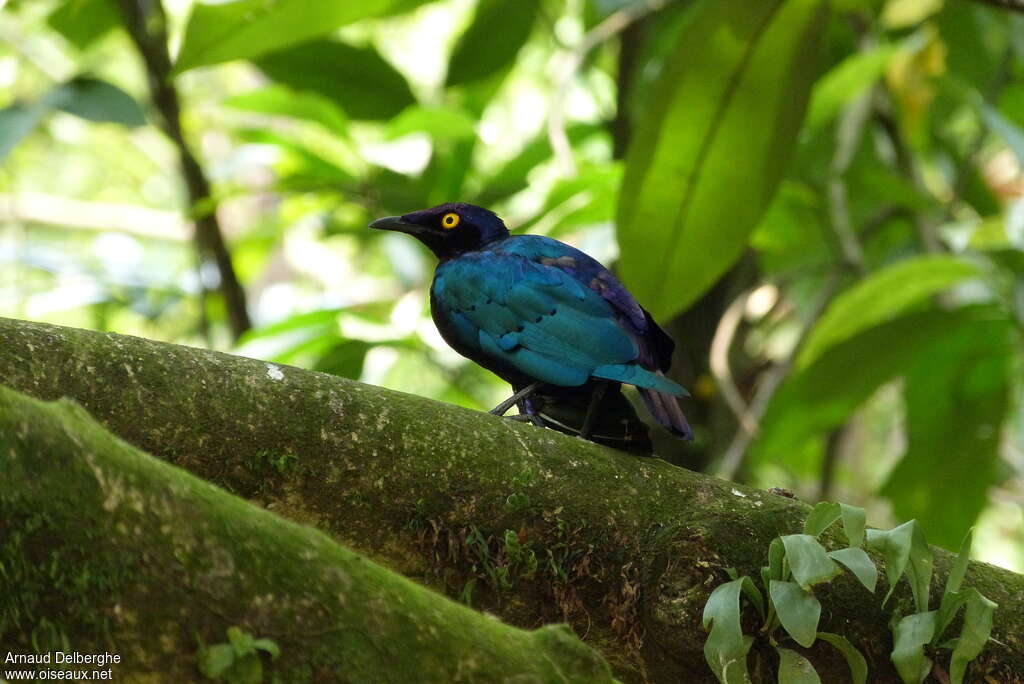 Purple Starling, identification