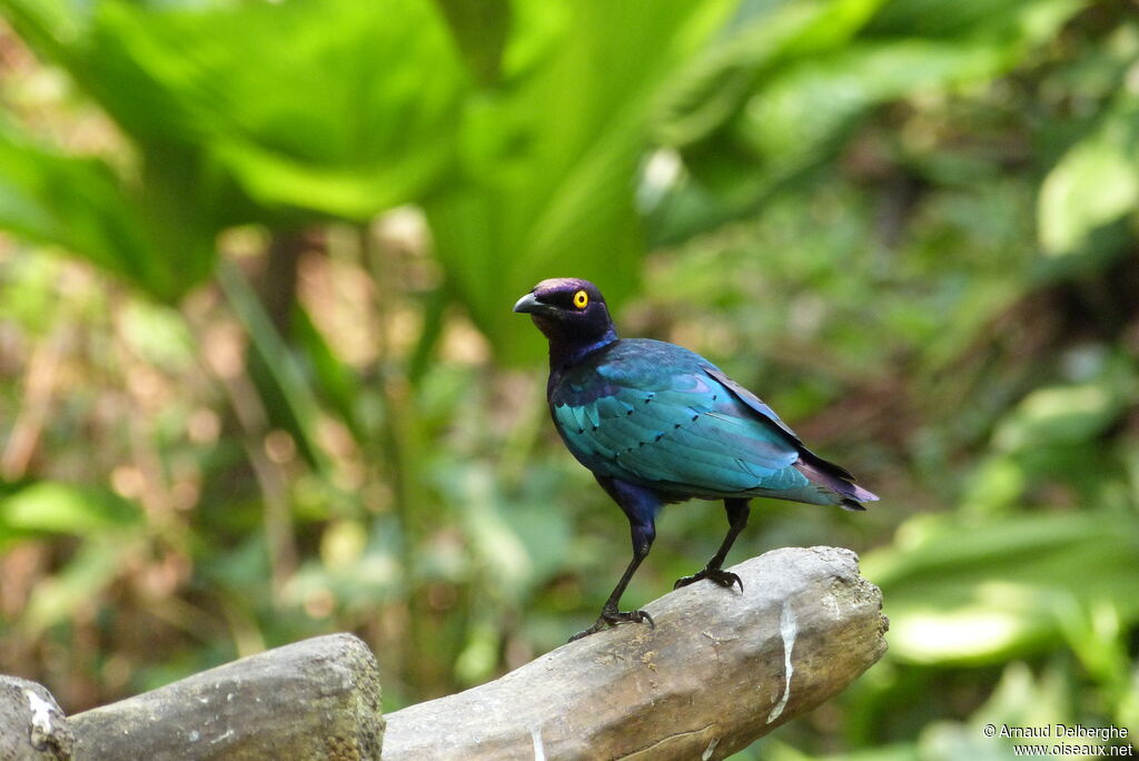 Purple Starling