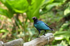 Purple Starling