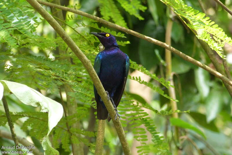 Purple Starlingadult, habitat, pigmentation