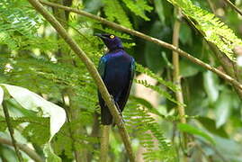 Purple Starling