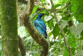 Purple Starling