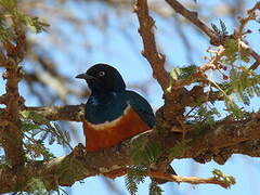 Superb Starling