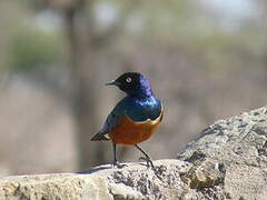 Superb Starling