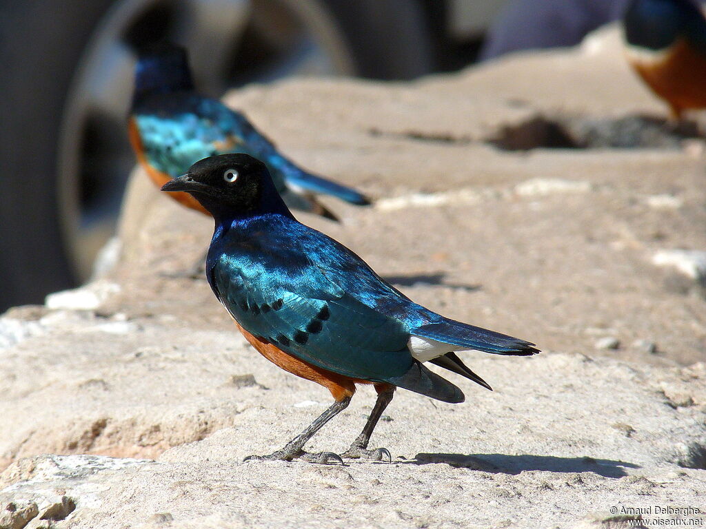 Superb Starling