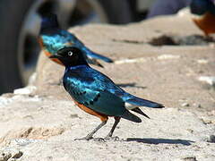 Superb Starling