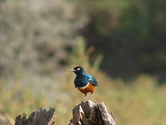 Superb Starling