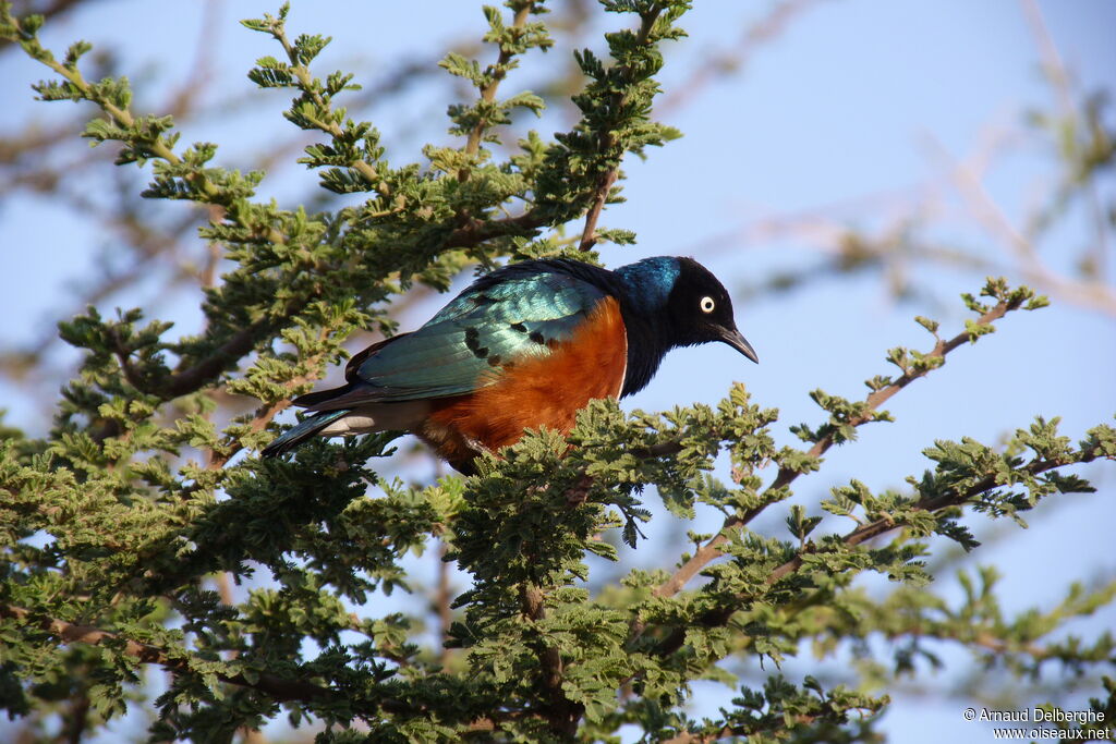 Superb Starling