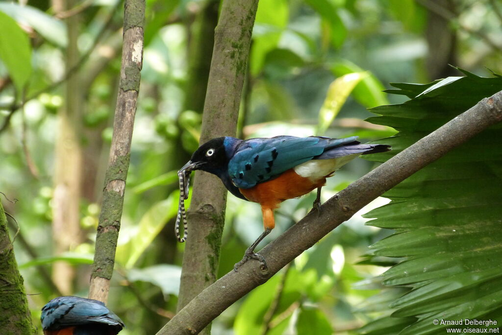 Superb Starling