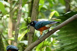 Superb Starling