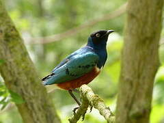 Superb Starling